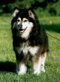 Imagination specielt Rang Finsk Lapphund - Farver